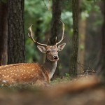 Fallow_Deer